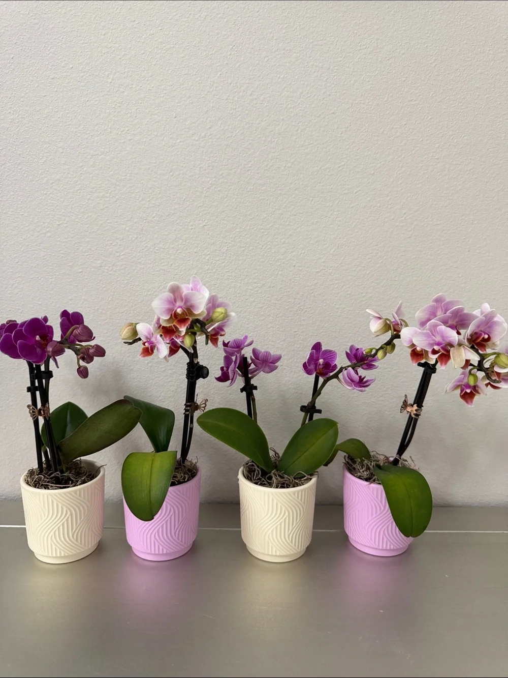 4 Trader Joe’s Mini Orchid Pots